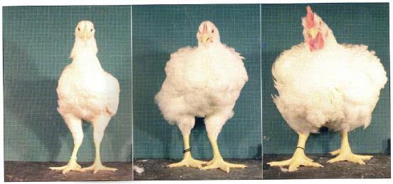 食品谣言终结者二 激素鸡 速成鸡