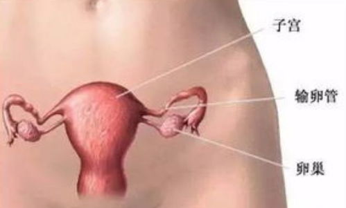 失去子宫的女性,还能过夫妻生活吗 很多人不明白,别再疏忽了