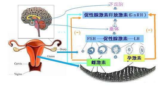 宫颈疾病从何而来?每个女生都该了解一下_性生活