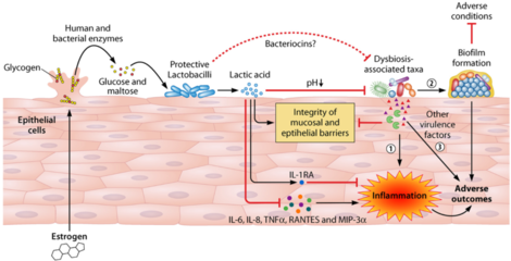 综述丨Microbiol Mol Biol R: 女性生殖道微生物群在妇科和生殖健康中的作用
