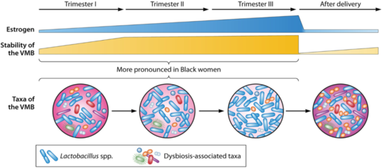 综述丨Microbiol Mol Biol R: 女性生殖道微生物群在妇科和生殖健康中的作用