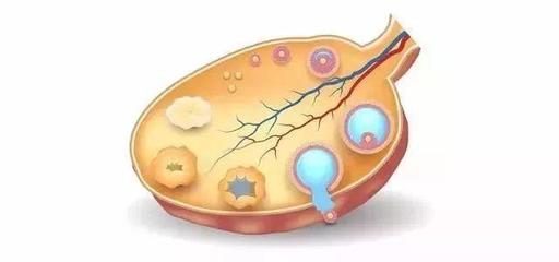 如何提高卵子质量,延缓卵巢衰老?