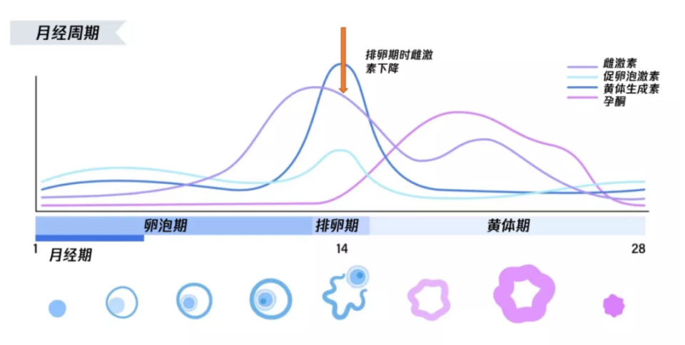 乳腺B超检查最佳时间,错过可能会影响结果