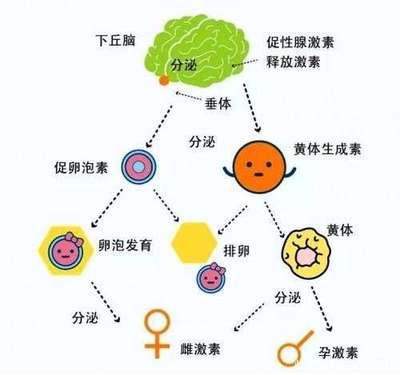 解密生殖奥秘 卵子如何选择精子，激素又在其中扮演什么角色？