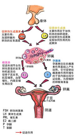 人误食猪用催情激素的危害与影响