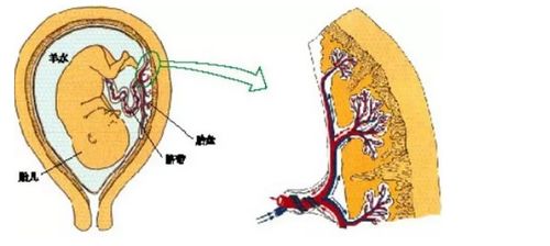 2022年中考生物复习 男性和女性生殖系统的结构与功能及生殖激素