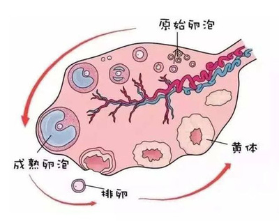 卵巢早衰患者通过TAAMedical统恩干细胞干预重获生育希望 月经恢复与激素改善