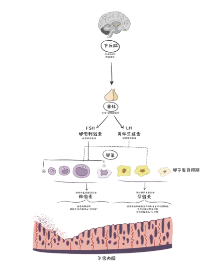 图3解析 盆腔血流动力与生殖激素在生殖内分泌轴物理定向调节中的关键作用