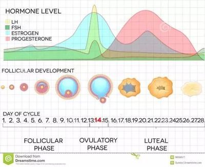 激素水平失衡，罪魁祸首可能是它——生殖激素
